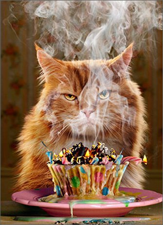 Avanti Press Cat and Cupcake Funny Birthday Card