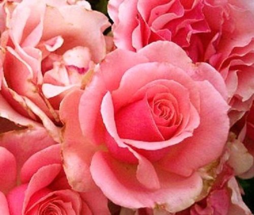 Pink Roses Cross Stitch Pattern