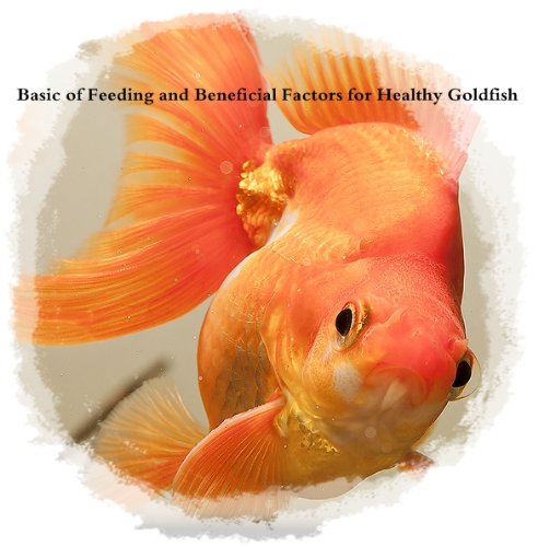 Basic of Feeding and Beneficial Factors for Healthy Goldfish