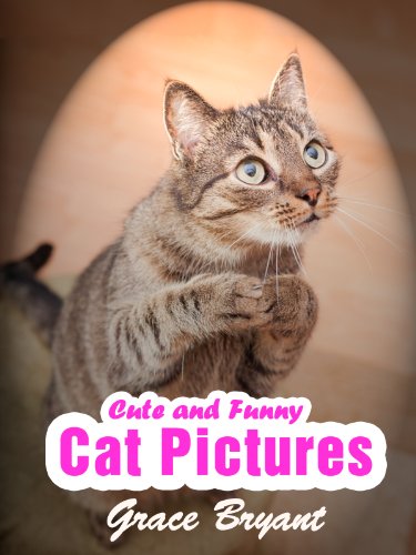 Funny Cat Pictures - The Most Cute and Hilarious Cat Pictures with Captions