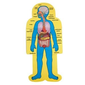 Carson Dellosa Child-Size Human Body Bulletin Board Set