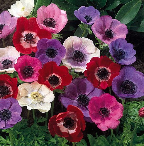 'De Caen' Anemone Windflowers 15 Bulbs 7/8 cm - Very Hardy!
