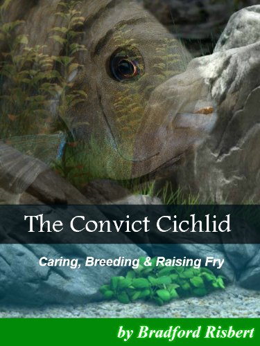 The Convict Cichlid
