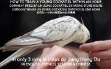 How to Train a Young Cockatiel