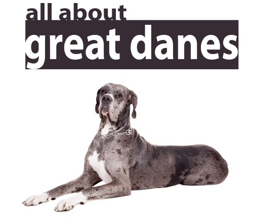 Great Dane: Pictures and facts about the boxer