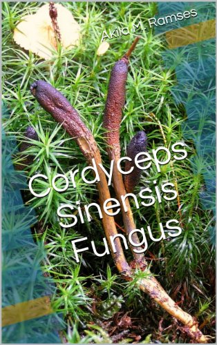 Cordyceps Sinensis Fungus