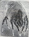 Winning the War on Dust Mites