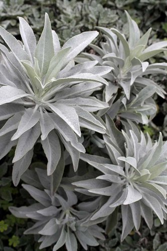 50 Seeds White Sage Artemisia Ludoviciana Seed Make Smudge Sticks Magic Indian Herb