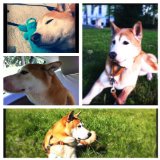 The Story of Regis of Dumbo: A tale of a dog and two people living in Dumbo