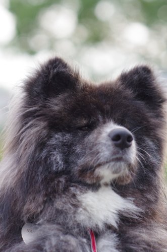 AKITA INU NANA to YAMATO (Japanese Edition)