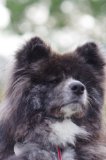 AKITA INU NANA to YAMATO (Japanese Edition)