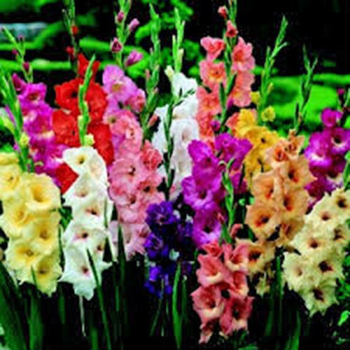 Book Cover GLADIOLUS, BULB (10 PACK) PASTEL MIXED , MIXED PERENNIAL GLADIOLUS BULBS, FLOWERS
