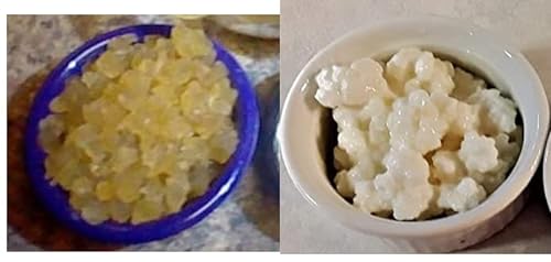 Poseymom Kefir Duo Water And Milk Kefir Mailed
