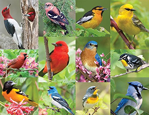 Book Cover Springbok 43-36024 Birds of a Feather 36 Piece Jigsaw Puzzle, Multi, 500