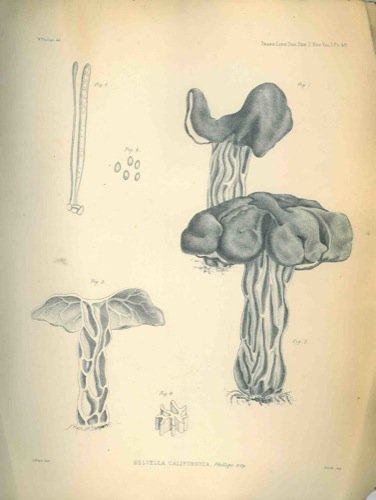 On a new species of Helvella.
