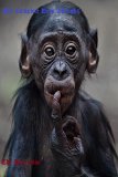 The Complete Deep Thoughts