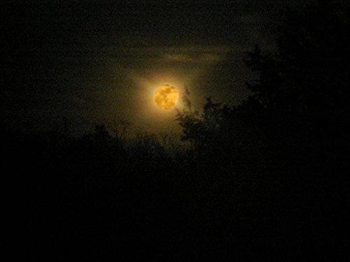 Razorback Moon