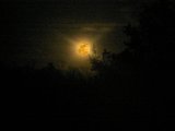 Razorback Moon