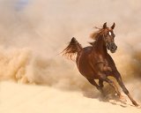 Beautiful Horses - Photo Gallery