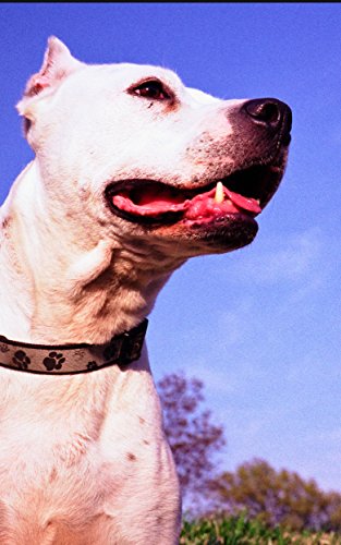Photo Gallery of American Pit Bull Terrier
