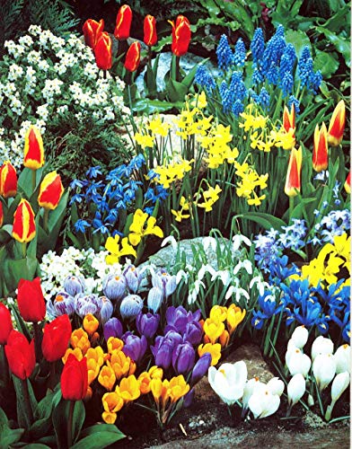 Book Cover A Complete Spring Garden - 50 Bulbs for 50 Days of Continuous Blooms