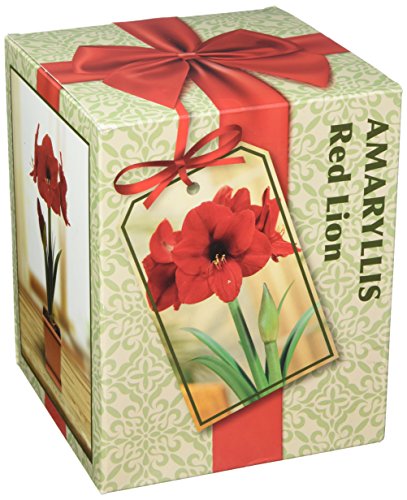 Amaryllis Growing Kit. Includes: Big Red Lion Bulb, Plastic Pot and Saucer, and Professional Growing Medium