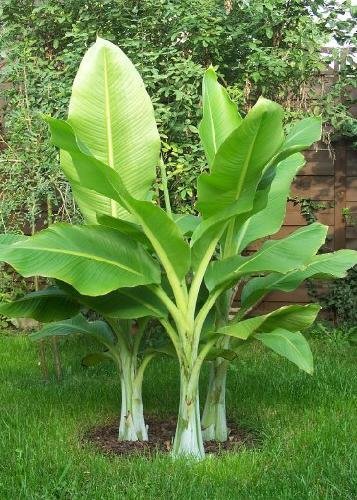 TROPICA - Snow Banana (Ensete glaucum syn. Ensete wilsonii) - 10 Seeds - Winter-Hardy