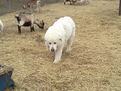 By Jackie Church Livestock Guardian Dog Training Manual [Journal]