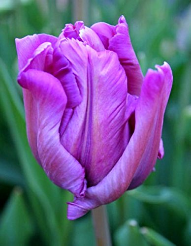Book Cover TULIP BULBS - 12 Blue Parrot Tulips - Bulb Size 11/12 cm - FALL PLANTING & SPRING BLOOMS