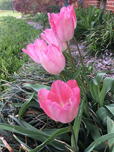 Tulip Bulbs - 12 Pink Impression Darwin Tulip - Bulb Size 11/12 cm - Fall Planting & Spring Blooms