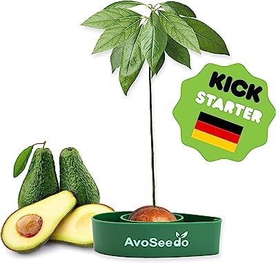 AvoSeedo Avocado Tree Growing Kit, Green, Practical Gifts for Women, Mom, Sister & Best Friend, Plant Indoors with Novelty Pit Grower Boat & Kitchen Garden Seed Starter