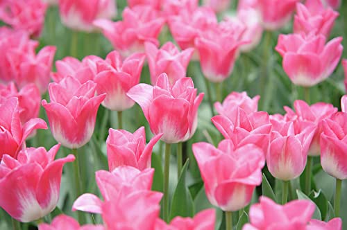 Book Cover Pre-Chilled Pink Tulips - Pink Triumph Tulips - 15 Bulbs