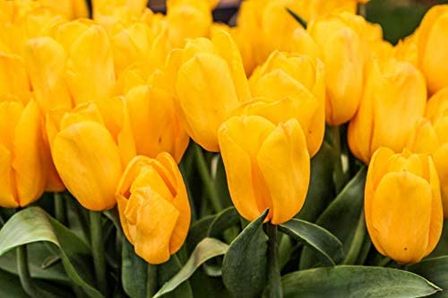 Pre-Chilled Yellow Tulips - Yellow Forced Tulips - 15 Bulbs