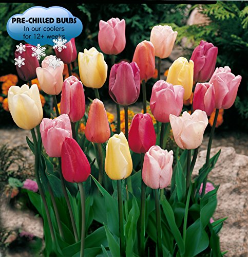 Book Cover Pre-Chilled Mixed Triumph Tulips (25 Bulbs)