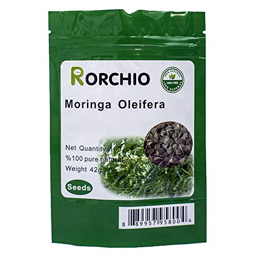 100 Moringa Also Known as drumstick Tree Moringa Seeds ~ Chris's Garde