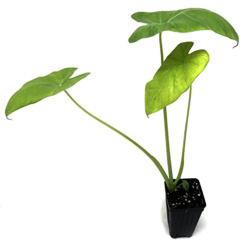 Thailand Giant Elephant Ear Live Plant - Colocasia gigantea