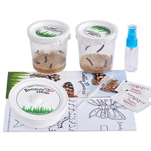 Book Cover 10 Live Caterpillars Shipped Now: Butterfly Kit Refills by Nature Gift Store