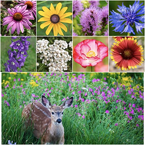 Book Cover Seed Needs, 2.1 oz Bulk Package - 30,000 Seeds Deer Resistant Tolerant Butterfly Attracting Wildflower Mixture (99% Pure Live Seed - NO FILLER) Annual Perennial
