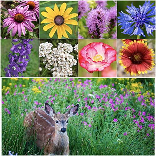 Seed Needs, 2.1 oz Bulk Package - 30,000 Seeds Deer Resistant Tolerant Butterfly Attracting Wildflower Mixture (99% Pure Live Seed - NO FILLER) Annual Perennial