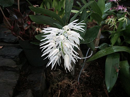 Dendrobium speciosum: Orchid