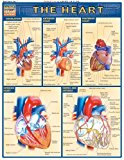 Complete Human Anatomy Quick Reference Study Guide Set: The Heart, Nervous System, Joints & Ligaments, Muscular System, Skeletal System (5 Anatomical Diagrams of Human Body