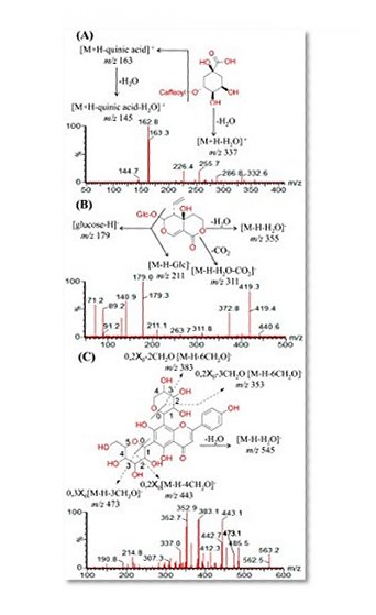 methods in labelling of flavonoid glycosides and phenolic acids in medicinal plants: Sempervivum tectorum L. and  Corylus avellana: flavonoids and phenollics extracts