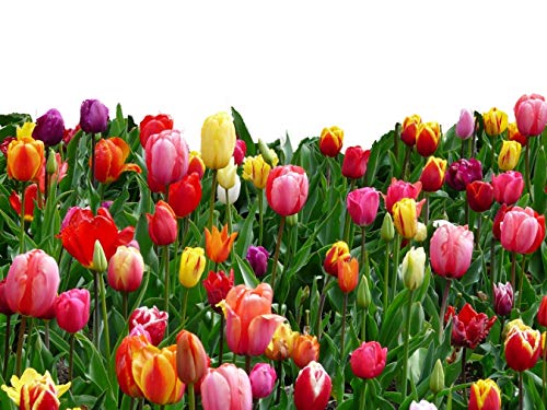 Tulip Bulbs - Landscaper Mix - 100 Bulbs, Mixed, Container Garden, Cut Flower Garden, Deer Resistant, Easy to Grow Maintain, Fragrant