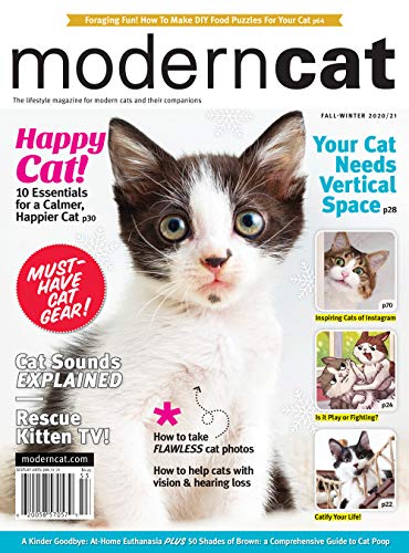 Modern Cat