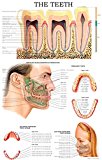 The teeth: E-chart Full illustrated