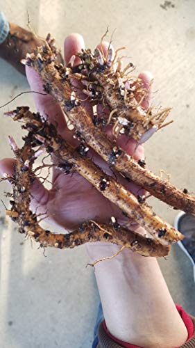 Hop Rhizomes - Nugget (Grows Very Well in high Heat Areas)
