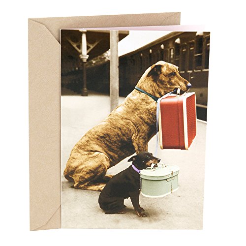Hallmark Shoebox Funny Love Card, Friendship Card, Birthday Card, Anniversary Card (Traveling Dogs)