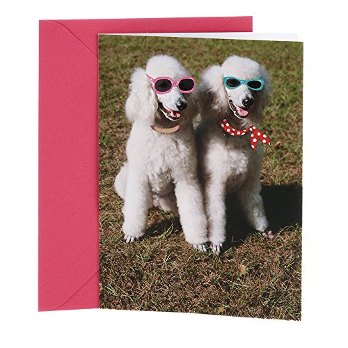 Hallmark Shoebox Funny Birthday Card for Women (Two Poodles)
