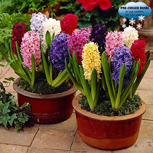 Book Cover Pre-Chilled Mixed Hyacinths - 15 Bulbs - Assorted Color Hyacinth Bulbs, Blue, Pink, White, Purple