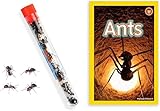 Live Ant Farm Ants (1 Tube of Ants) Plus Ant Book